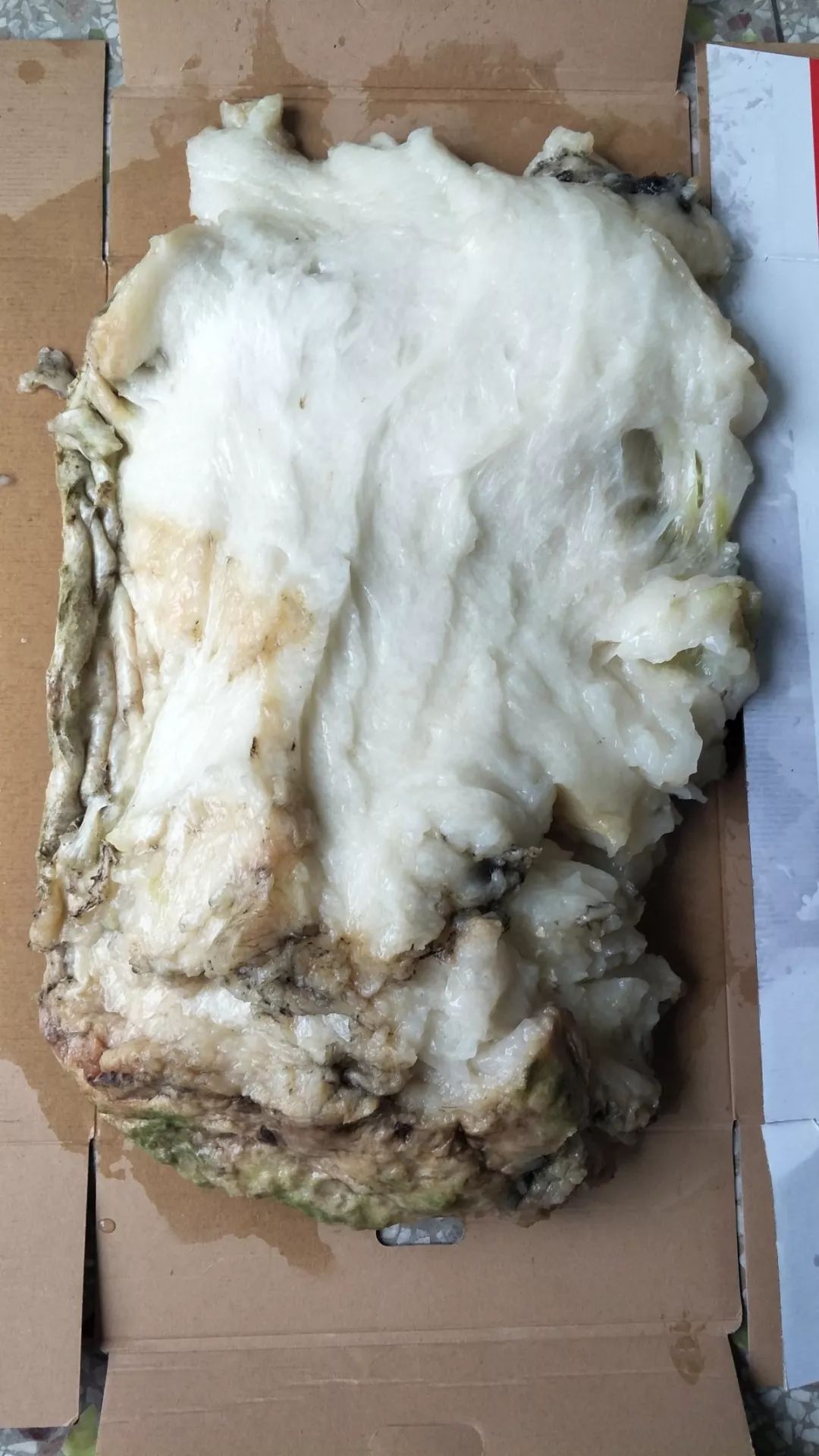 太岁到底是什么生物,太岁是挖出来的吗