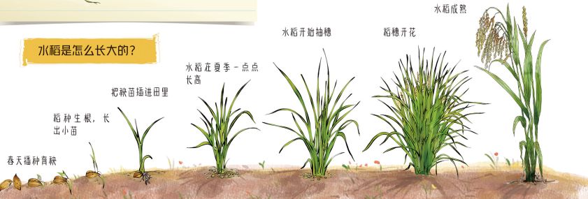 田野里的自然历史课读后感五年级,田野里的自然历史课pdf百度云