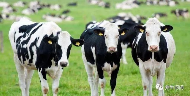 母牛胎衣不下可不可以不喂草,母牛胎衣不下如何用手处理