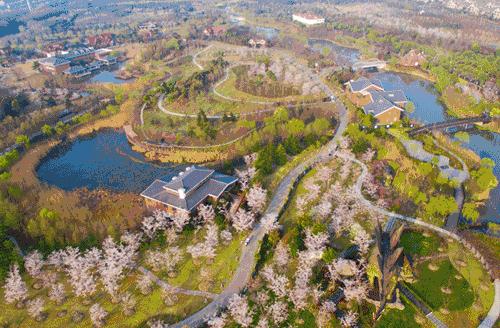 上海顾村公园赏樱花图片,全季顾村公园