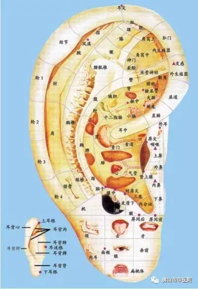 耳穴健康养生操,耳朵的养生知识与方法