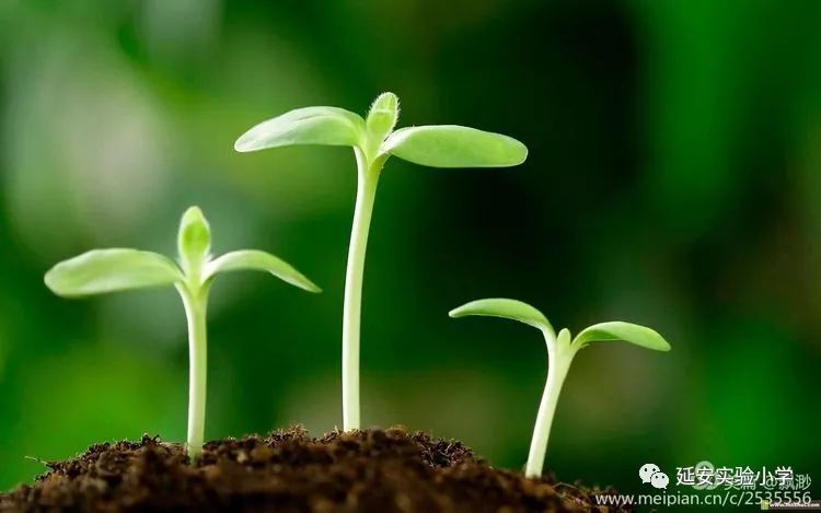 示范引领·乘风远航——延安实验小学省级教学能手示范课