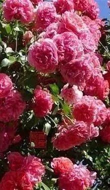 南宁花雨湖玫瑰花文化节,第四届广西玫瑰花节