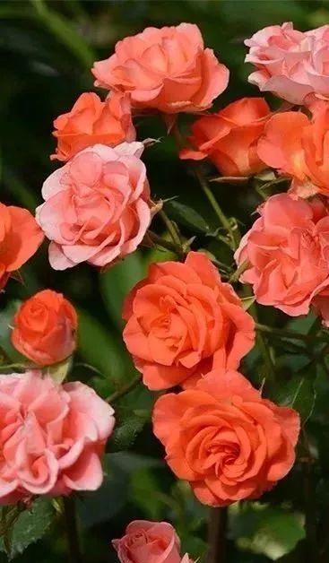 南宁花雨湖玫瑰花文化节,第四届广西玫瑰花节