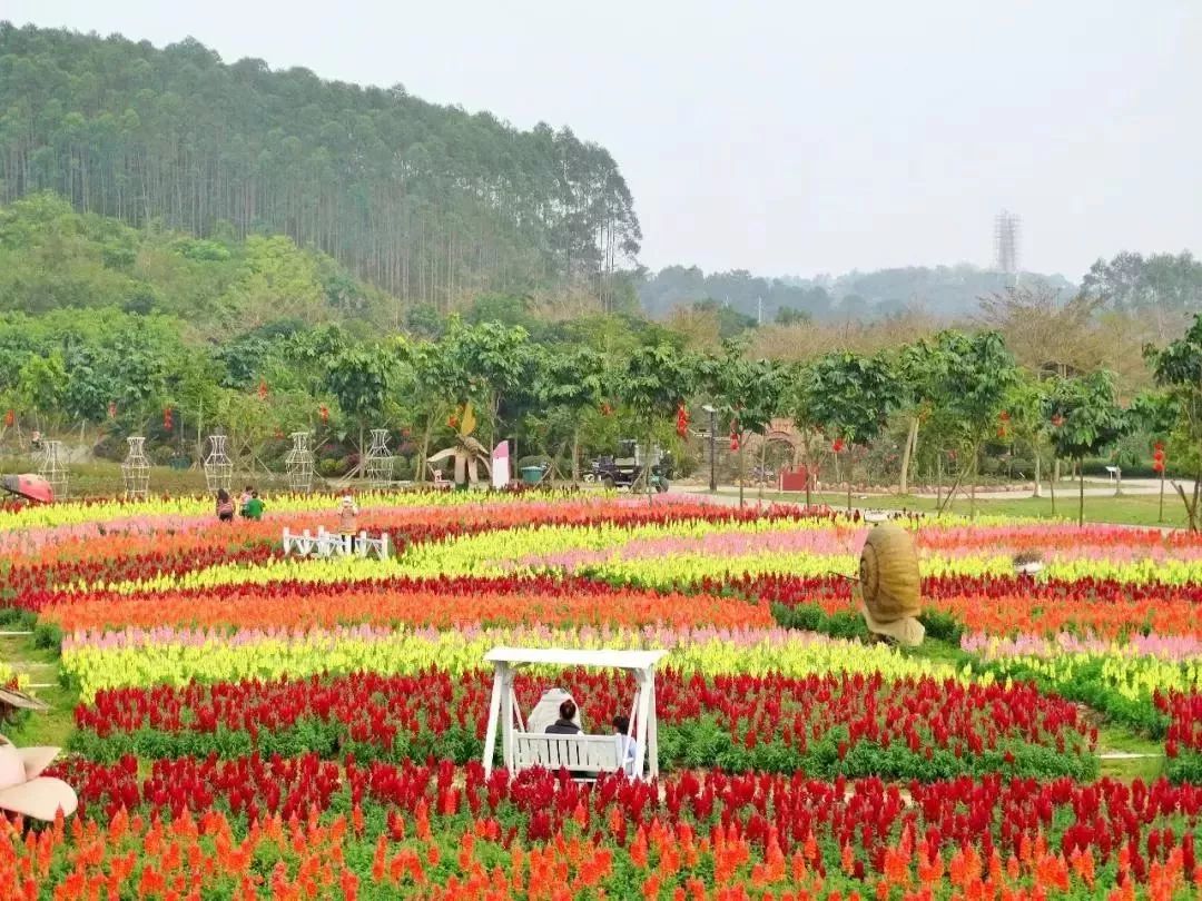 南宁花雨湖玫瑰花文化节,第四届广西玫瑰花节
