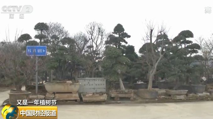 什么树最赚钱效果最好,什么树最值钱又好种又好卖长得快