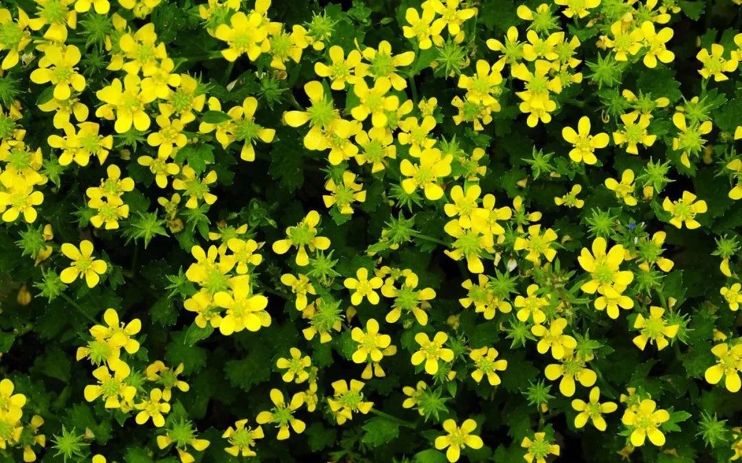 最美的养心诗词,美到心碎最触动心灵的十句诗词