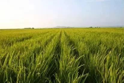 京东黑科技保真,阿里巴巴五常大米是正品吗