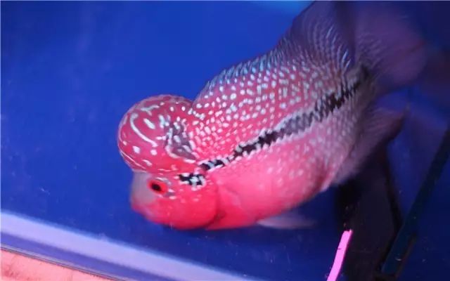 为什么新鱼入缸总是会死鱼,新买的鱼入缸身上有气泡怎么回事