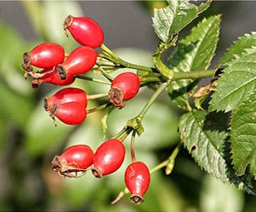 北半球的我突然向往南半球的温暖