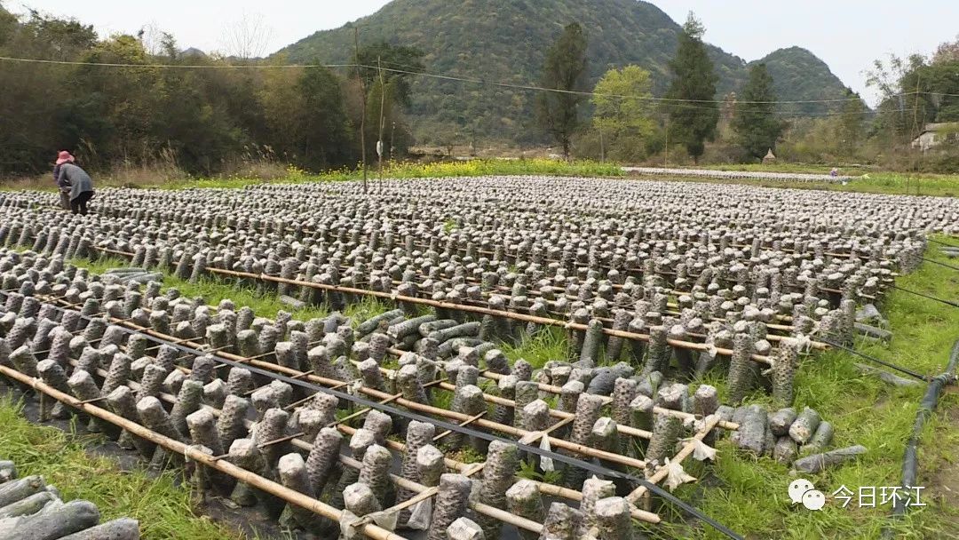 环江养殖什么最挣钱,河池环江香猪致富经