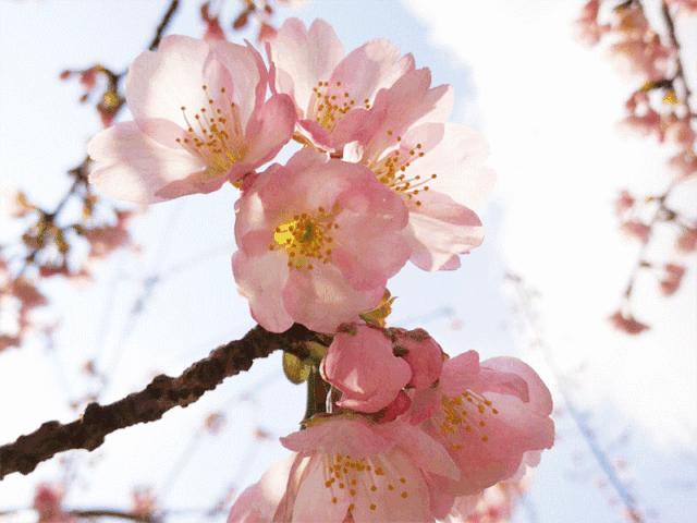 上海顾村公园赏樱花图片,全季顾村公园