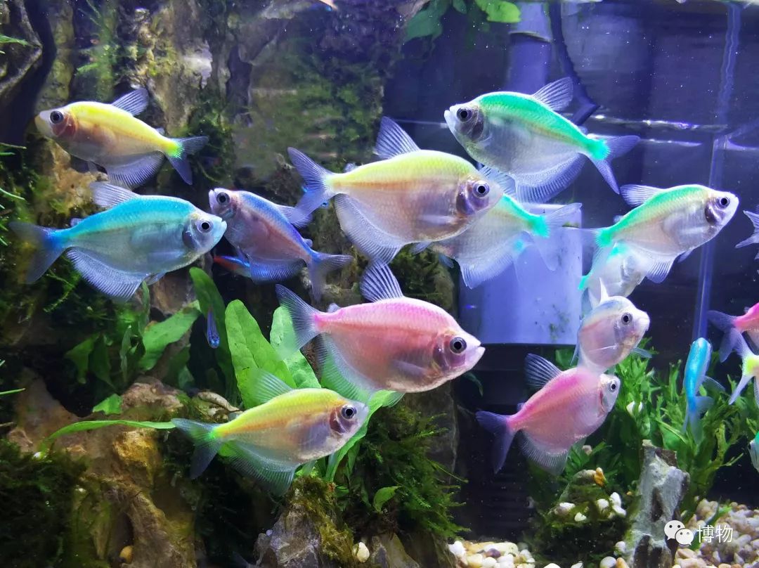 9102年了，别再用“人造”伤害动物和买家