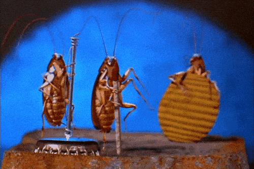 不用喂药！不用追！轻轻喷在它们的必经之路，就能瞬间“制服”！