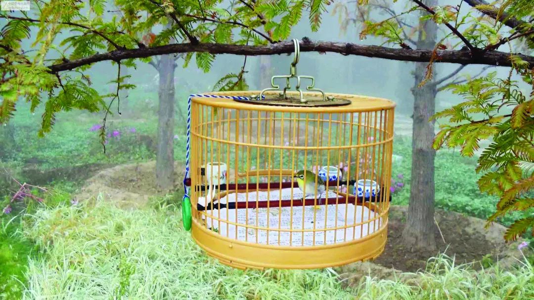 鍗楃楦熺鏂囧寲,楦熺鏂囧寲鐮旂┒