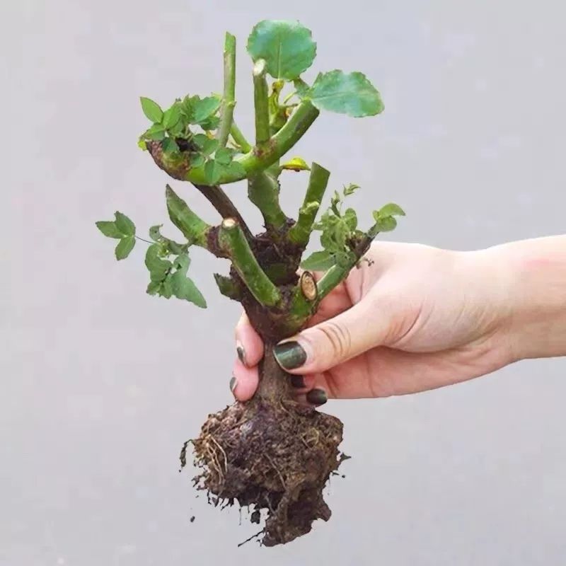 315消费者节日打假,315消费者权益日打官司