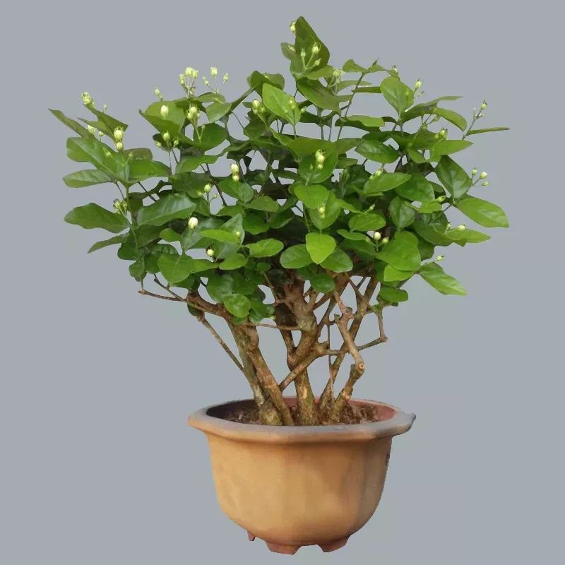 315消费者节日打假,315消费者权益日打官司