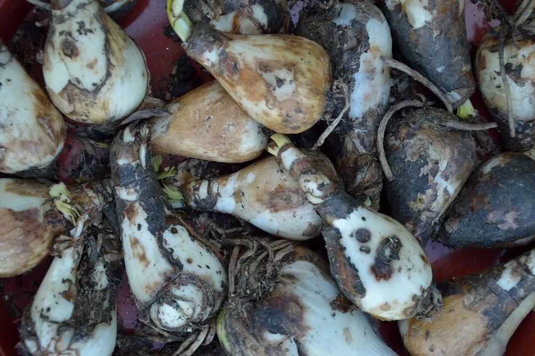 315消费者节日打假,315消费者权益日打官司