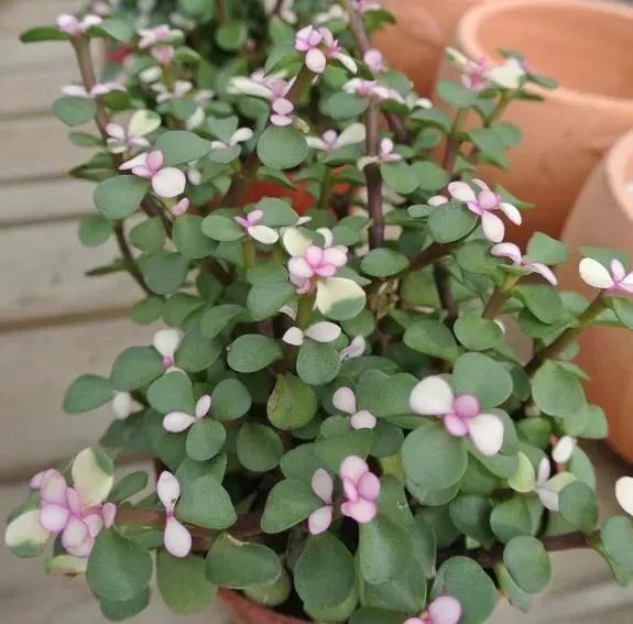 315消费者节日打假,315消费者权益日打官司