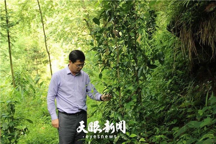 让天下人喝干净茶,贵州茶的发展方向