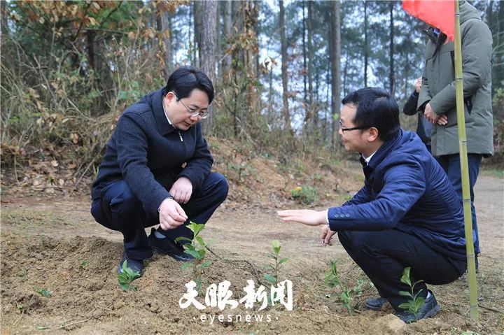 让天下人喝干净茶,贵州茶的发展方向