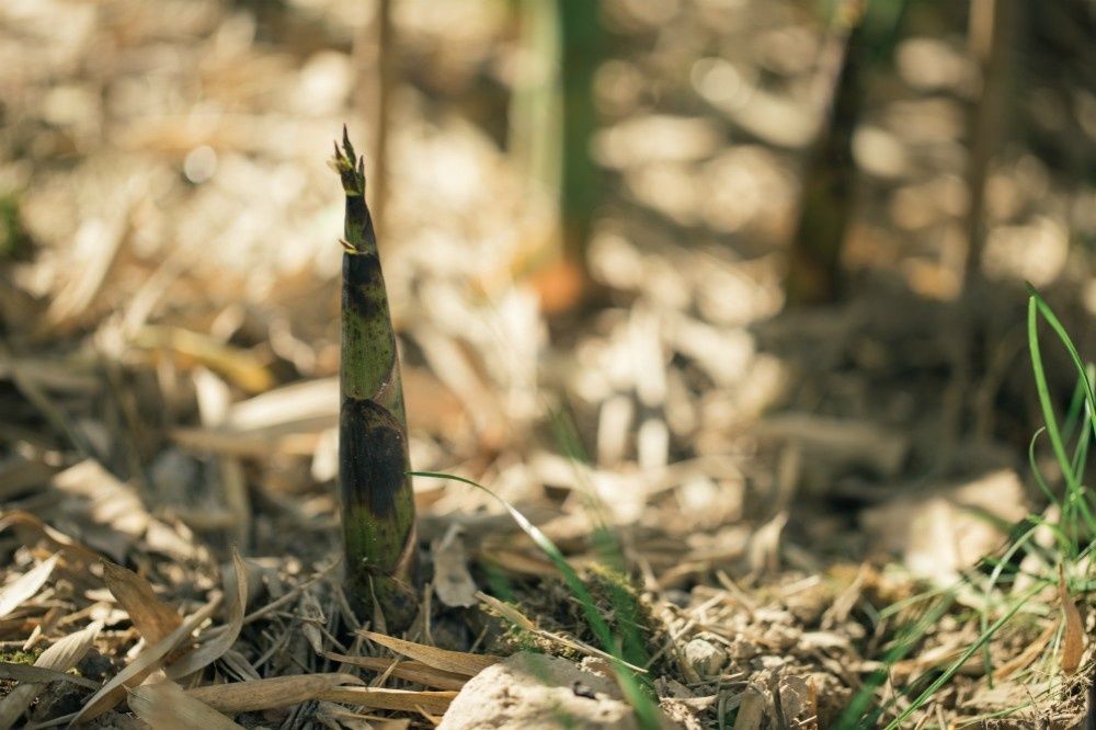 春天里最美的味道,春天里金华