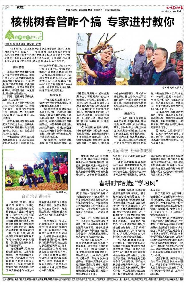 核桃树春管咋个搞专家进村教你