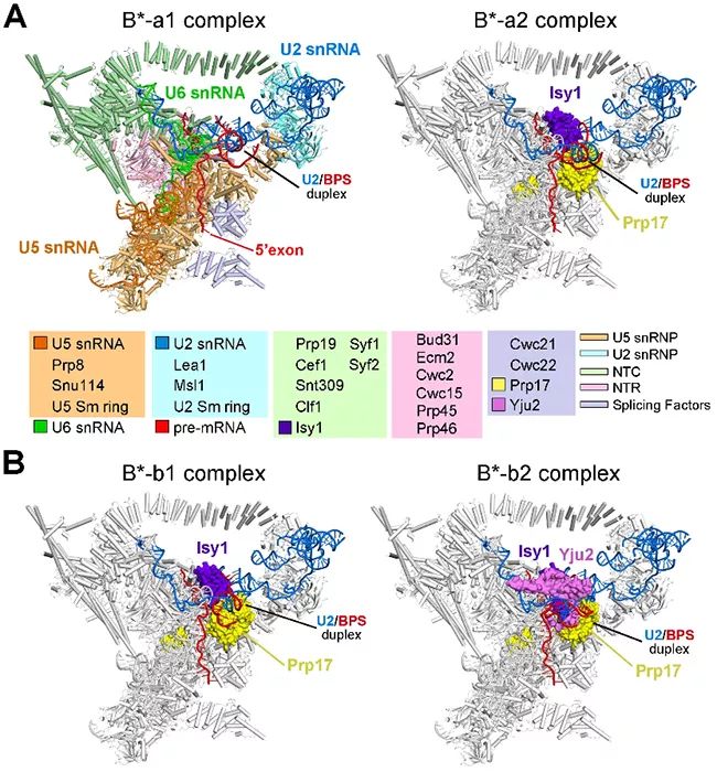 Cell：施一公组完成酵母剪接体结构最后拼图
