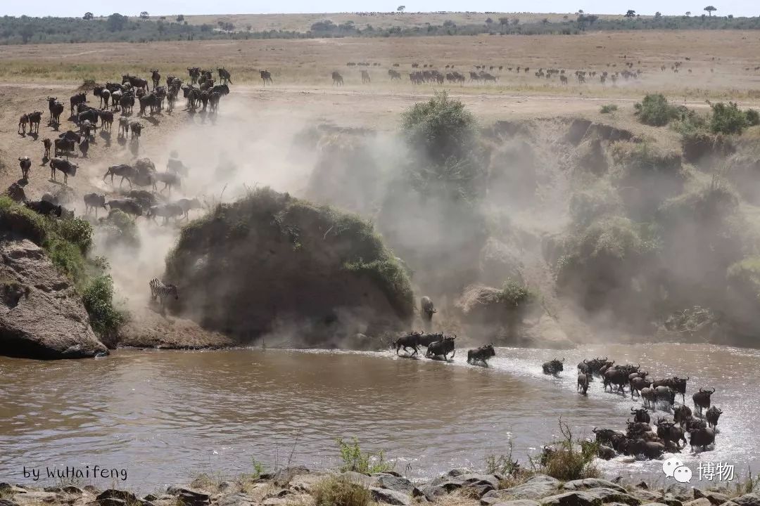 肯尼亚博物学之旅,博物肯尼亚