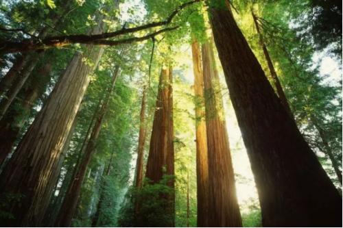 共赴一场中式美学盛会,共赴盛会2019