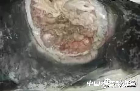 鱼细菌性烂鳃的症状及治疗方法,鱼得溃疡病怎么治疗