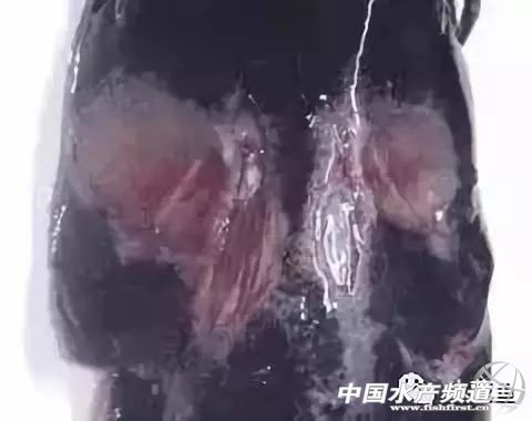 鱼细菌性烂鳃的症状及治疗方法,鱼得溃疡病怎么治疗