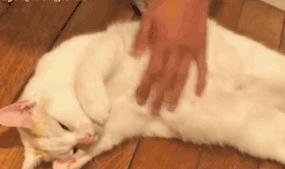 麻范儿好物|日本“吸油圣斗士”，1天1条，7天瘦出小蛮腰！酸酸甜甜，比果冻还好吃