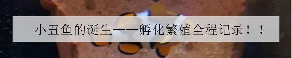 海水鱼缸微缸,如何打造一个海水缸