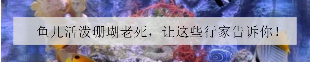 海水鱼缸微缸,如何打造一个海水缸