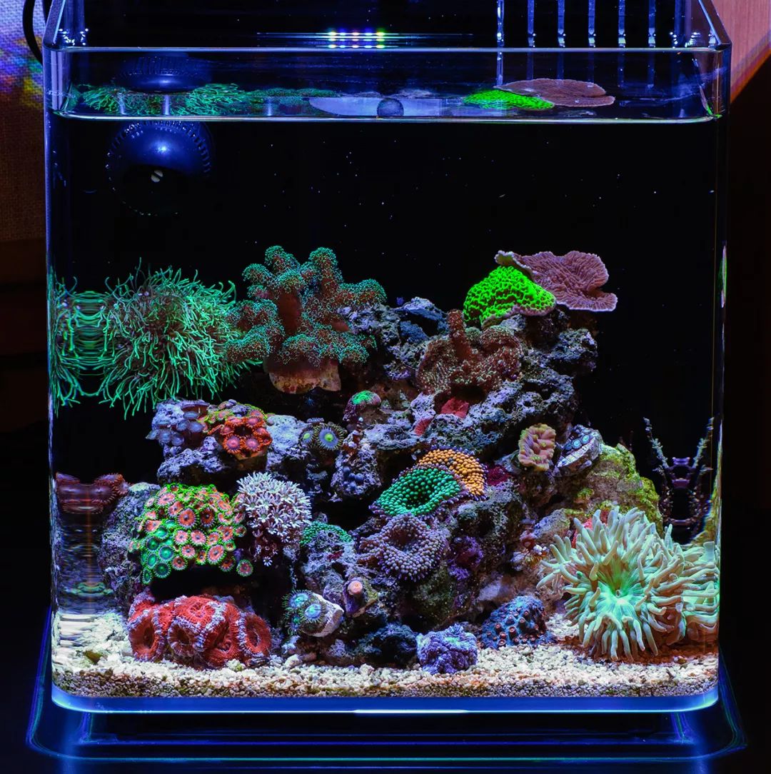 海水鱼缸微缸,如何打造一个海水缸