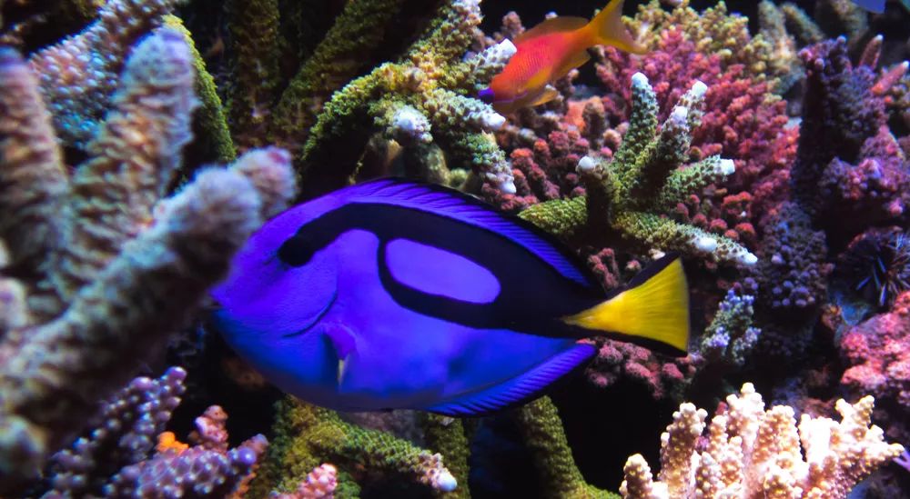 海水鱼缸微缸,如何打造一个海水缸