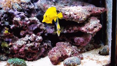 海水鱼缸微缸,如何打造一个海水缸