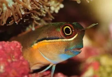 海水鱼缸微缸,如何打造一个海水缸