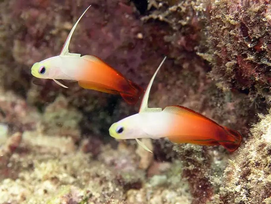 海水鱼缸微缸,如何打造一个海水缸