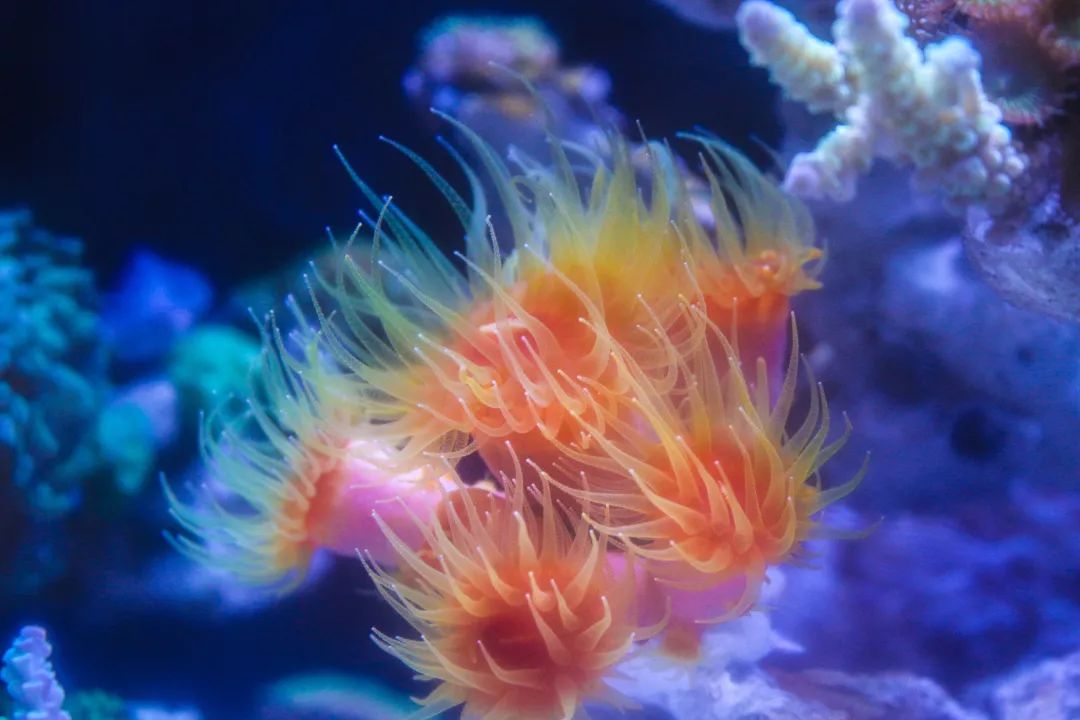 海水鱼缸微缸,如何打造一个海水缸