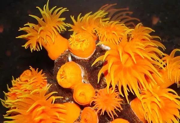 海水鱼缸微缸,如何打造一个海水缸