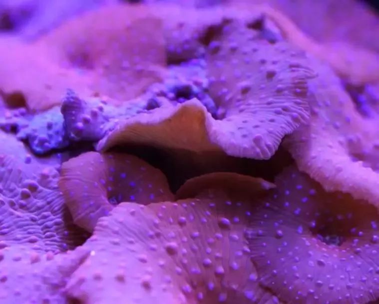 海水鱼缸微缸,如何打造一个海水缸