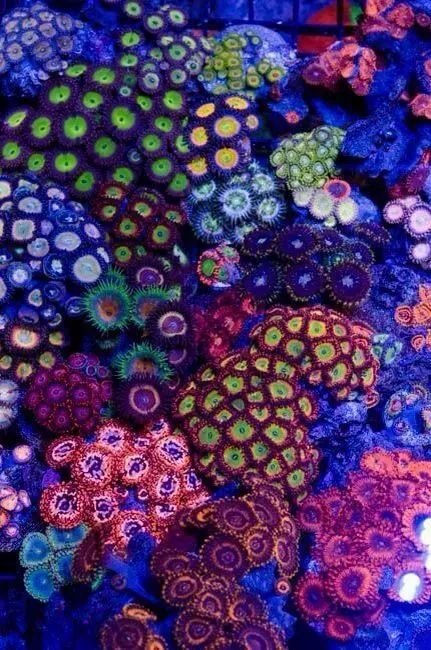 海水鱼缸微缸,如何打造一个海水缸