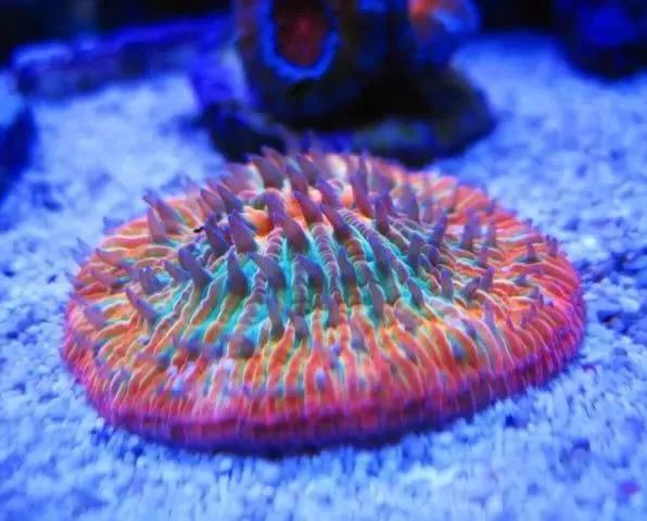 海水鱼缸微缸,如何打造一个海水缸