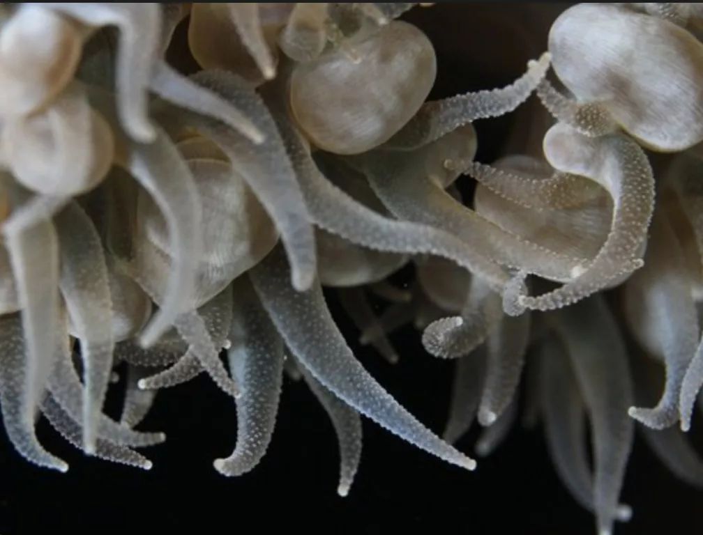 海水鱼缸微缸,如何打造一个海水缸