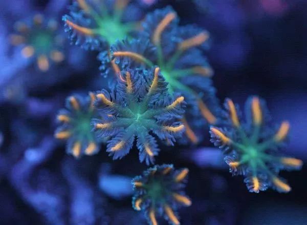 海水鱼缸微缸,如何打造一个海水缸