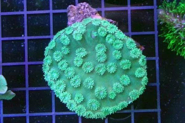 海水鱼缸微缸,如何打造一个海水缸