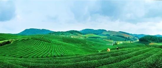 中国贵州绿茶,中国绿茶明前茶