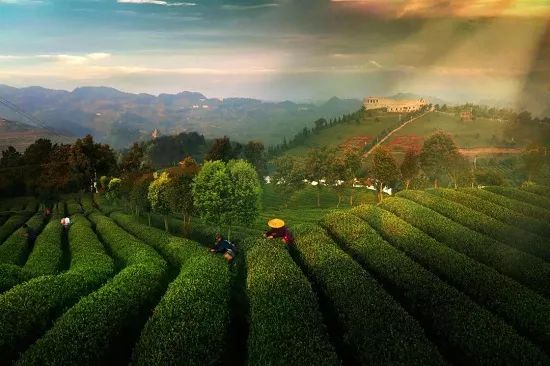 中国贵州绿茶,中国绿茶明前茶